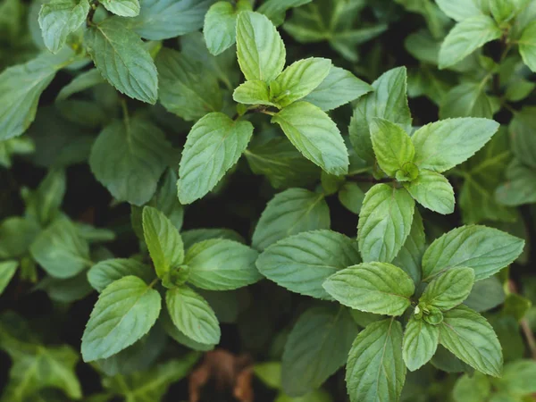 Group of mint plants, mint leaves