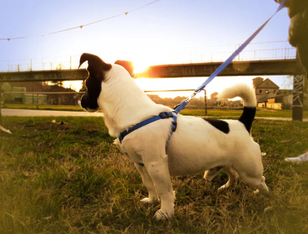 Tasmalı köpek.