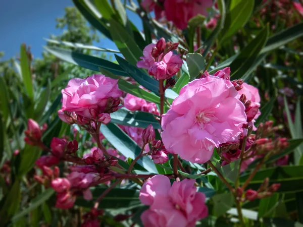 Pembe Oleander çiçekler yakın yukarı