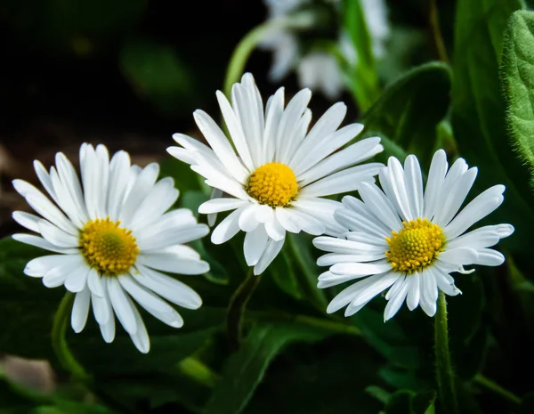 Oxeye Daisy, bahar çiçekleri.
