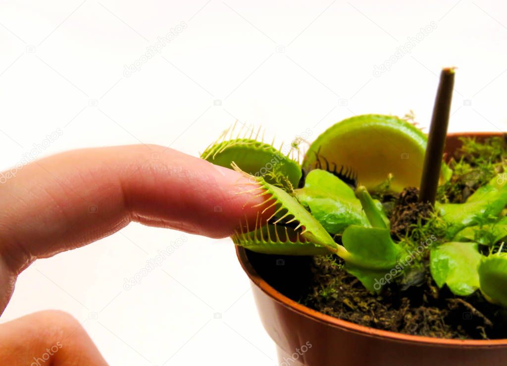 Finger in potted Venus Fly Trap plant on white background