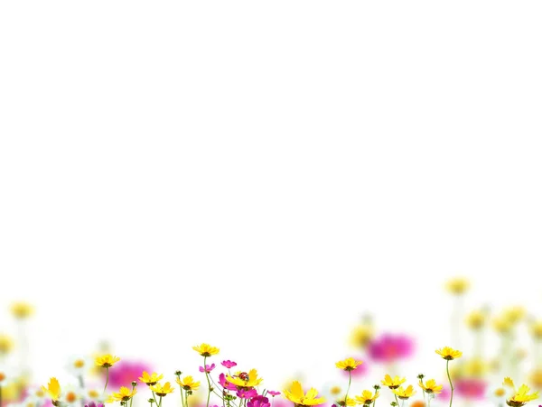 Wiosenne kwiaty z miejscem na tekst — Zdjęcie stockowe