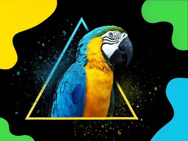 Papagaio Azul Amarelo Sobre Fundo Preto Fundo Abstrato Imagens De Bancos De Imagens Sem Royalties