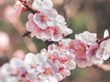 Baharda kiraz ağacı çiçekleri