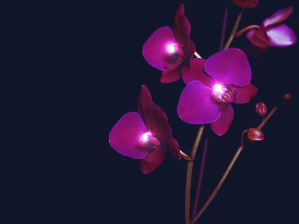 Rosa Orchideenblüten Die Dunkeln Leuchten — Stockfoto