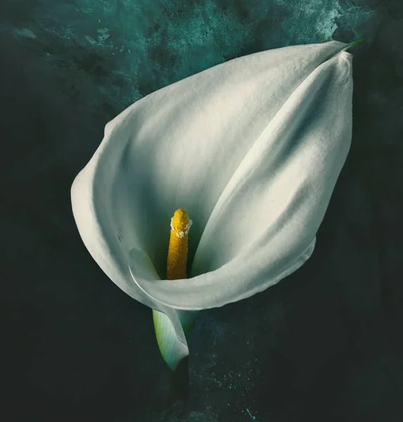 Calla Lilja Blomma Blå Grunge Bakgrund — Stockfoto