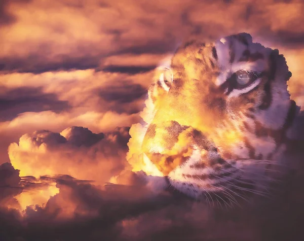 Tiger Und Sonnenuntergang Wolken Doppelte Belichtung — Stockfoto