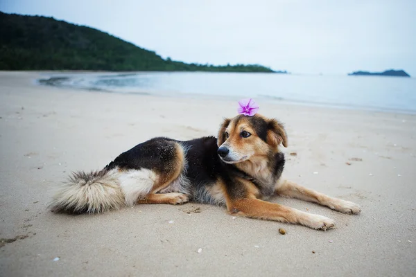 海岸の犬は. — ストック写真