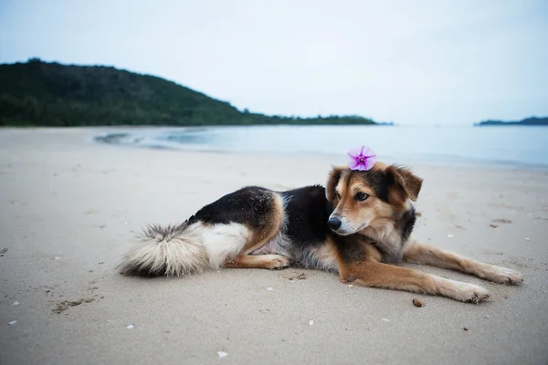 海岸の犬は. — ストック写真