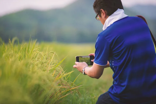 Hombre usando el teléfono inteligente tomando fotos del campo de arroz —  Fotos de Stock