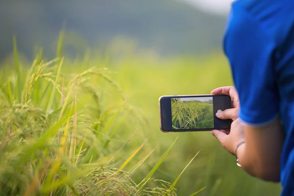 Hombre usando el teléfono inteligente tomando fotos del campo de arroz —  Fotos de Stock