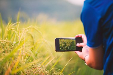 Pirinç alan akıllı telefon alarak fotoğraf kullanan adam