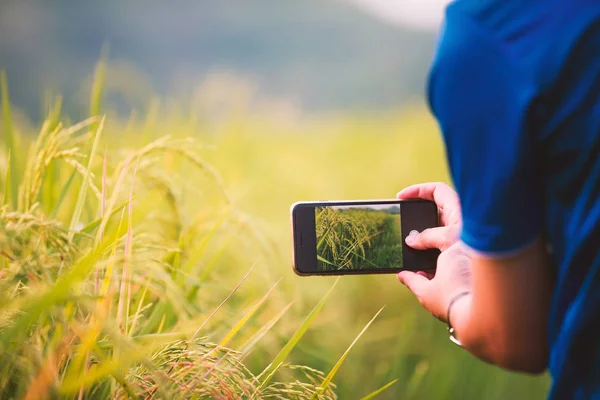 Pirinç alan akıllı telefon alarak fotoğraf kullanan adam