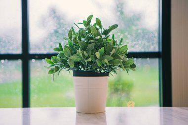 bir pencerenin arkasında bir saksı yağmur olduğunu