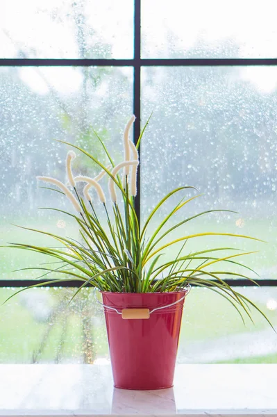 a flowerpot behind a window is rain