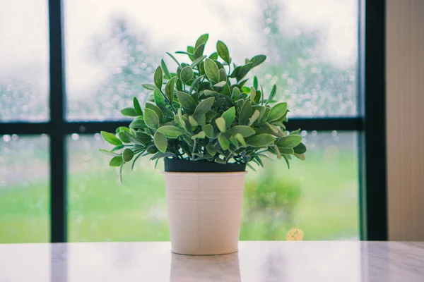 a flowerpot behind a window is rain