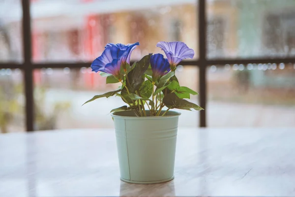 Un pot de fleurs derrière une fenêtre est la pluie — Photo