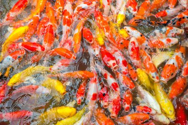 süslü sazan balık