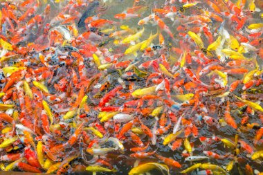 süslü sazan balık