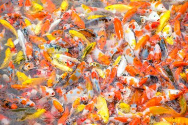 süslü sazan balık