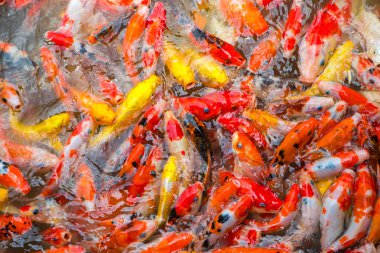 süslü sazan balık