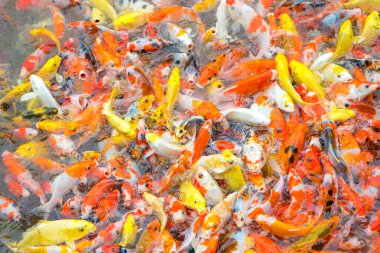 süslü sazan balık