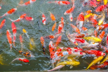 süslü sazan balık