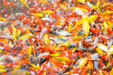 süslü sazan balık