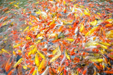 süslü sazan balık