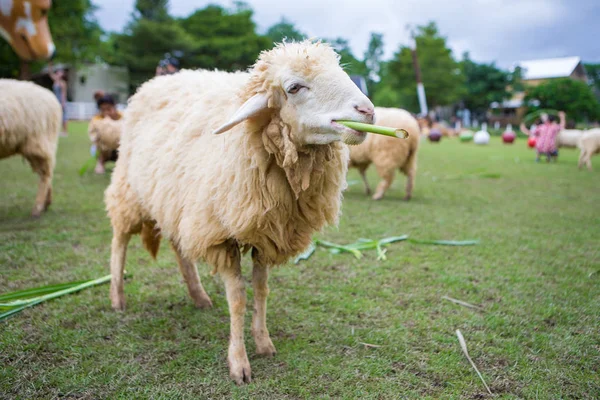 Sheep in farm — Stock Photo, Image