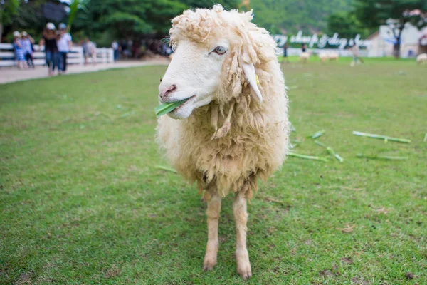 Sheep in farm — Stock Photo, Image