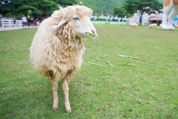 ファーム内の羊 — ストック写真