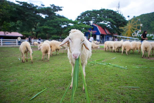 Ovejas en la granja — Foto de Stock