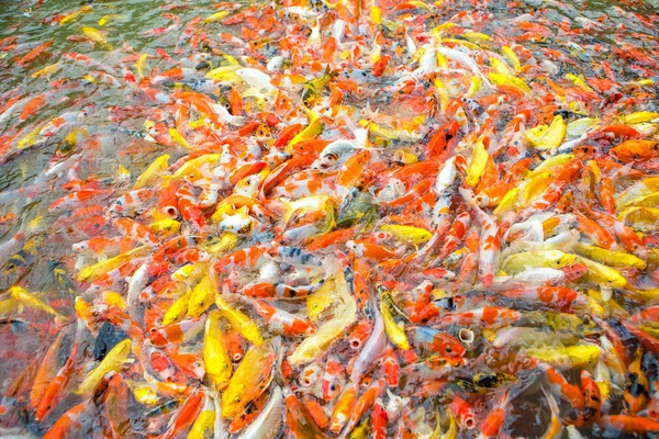 Peixe carpa chique — Fotografia de Stock