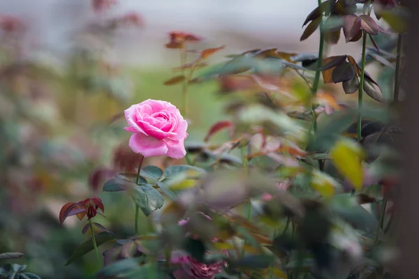 Rosa Rosor Rosenträdgården — Stockfoto