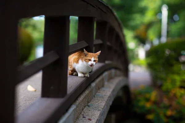 Gatto Sulla Brigata — Foto Stock