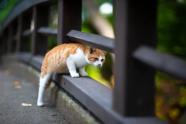 Μια Γάτα Στη Γέφυρα — Φωτογραφία Αρχείου