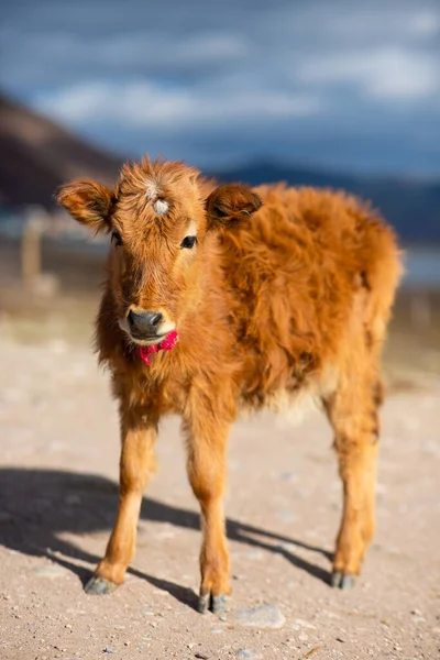 Borjú Portréja Közelkép — Stock Fotó