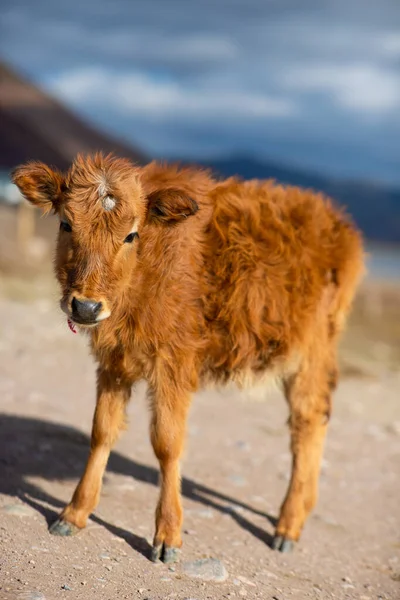 Borjú Portréja Közelkép — Stock Fotó