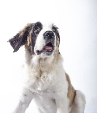 St. Bernard 'ın komik yavrusu beyaz arka planda 4 ay