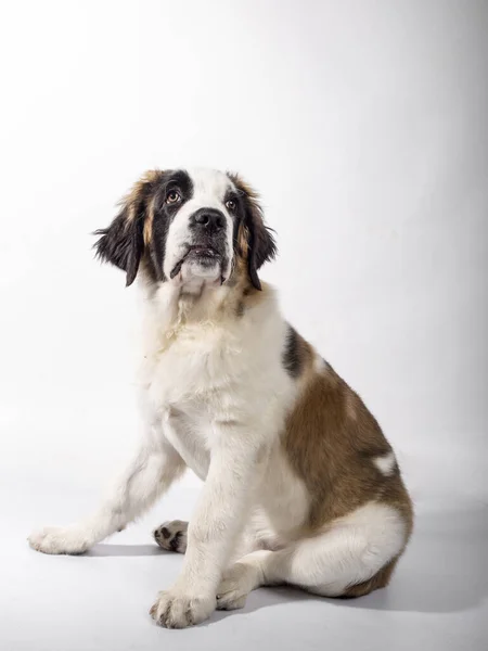 Vacker valp St Bernard 4 månader full längd sitter i profil på vit bakgrund — Stockfoto