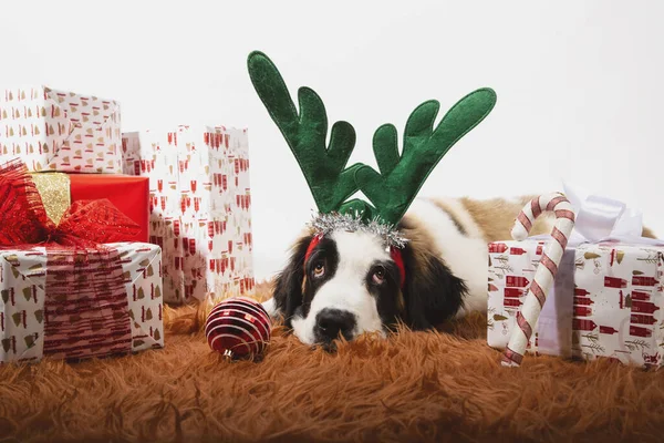 Sevimli 4 aylık St. Bernard köpeği ren geyiği boynuzlarıyla yerde ve sarılı hediye kutularıyla çevrili. Şenlik geçmişi, Noel konsepti. Boşluğu kopyala
