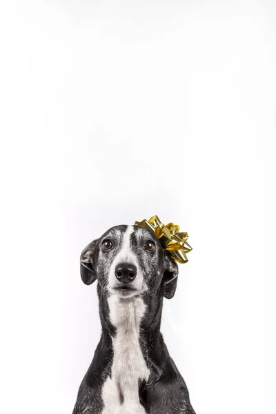 Levriero con regalo di Natale fiore sulla testa su sfondo bianco Immagine concettuale Copia spazio Natale e Capodanno 2020 simbolo. Concetto Natale . — Foto Stock