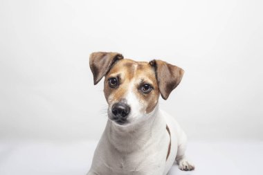 Beyaz arka planda yatan köpek ırkı Jack Russell Terrier 'ın portresi. İzole edilmiş resim.