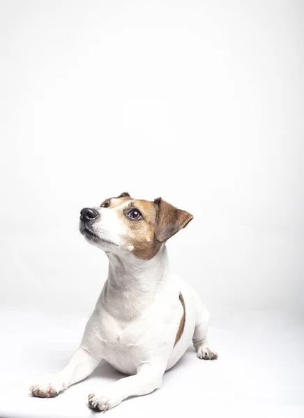 Porträtt av hund ras Jack Russell Terrier ligger på golvet på vit bakgrund med kopia utrymme. — Stockfoto