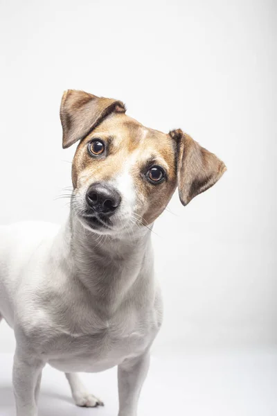 Härlig Jack Russell Terrier på vit bakgrund Isolerad bild. — Stockfoto