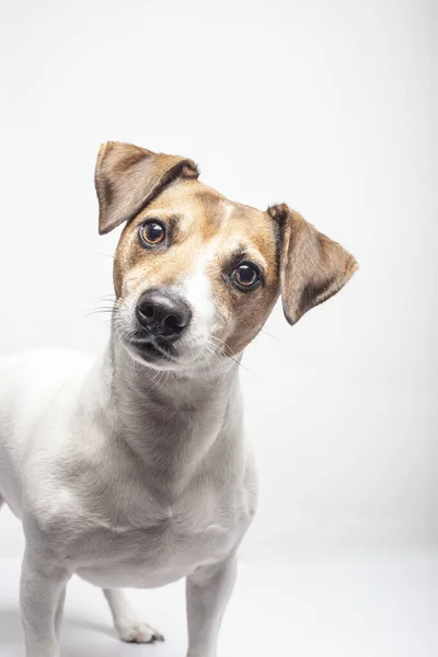 Beyaz arka planda sevimli Jack Russell Terrier görüntüsü.