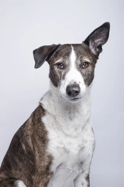 Porträtt av hund av Podenco Ibizan ras tittar på kameran på whi — Stockfoto