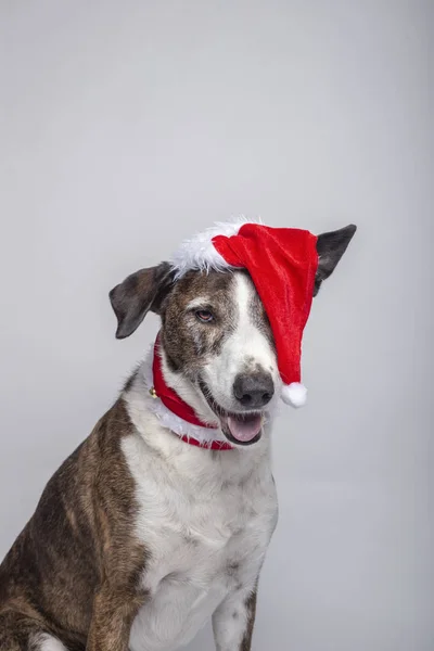 Beyaz arka planda bir noel şapkası olan podenco köpek portresi
