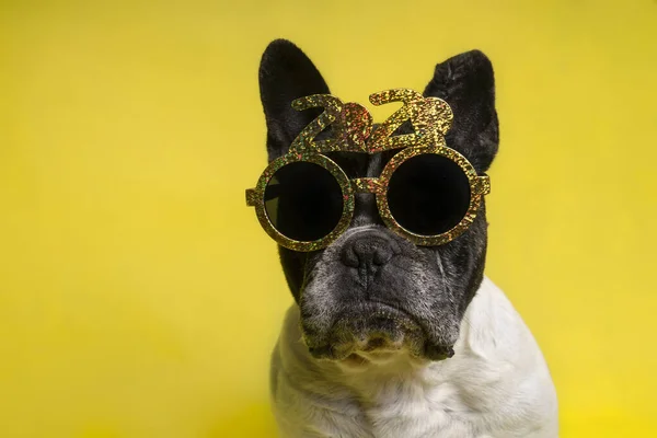 Odizolowany portret francuskiego buldoga z całorocznymi okularami imprezowymi z tekstem 2020 na żółtym tle. Koncepcja na koniec roku. Nowy Rok — Zdjęcie stockowe
